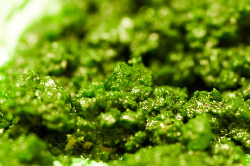 Algi warto stosować w kosmetykach