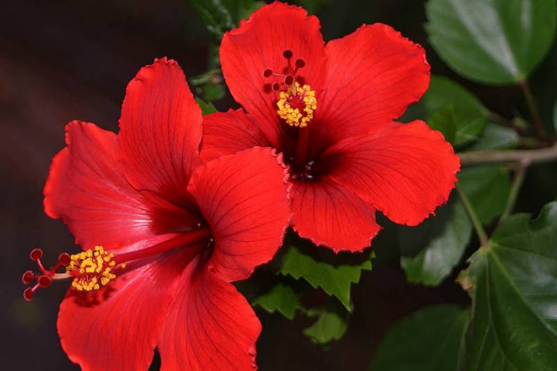 hibiskus