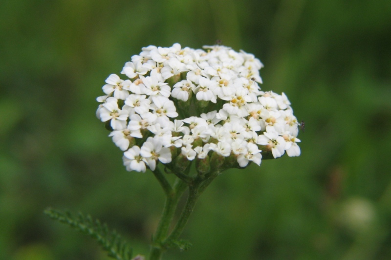 krwawnik