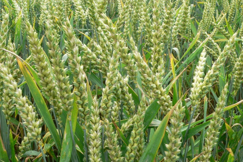 proteiny pszenicy