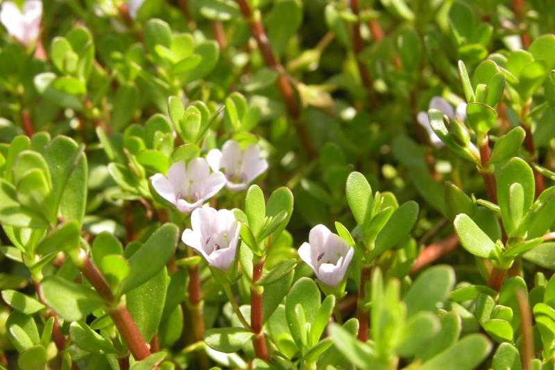 brahmi